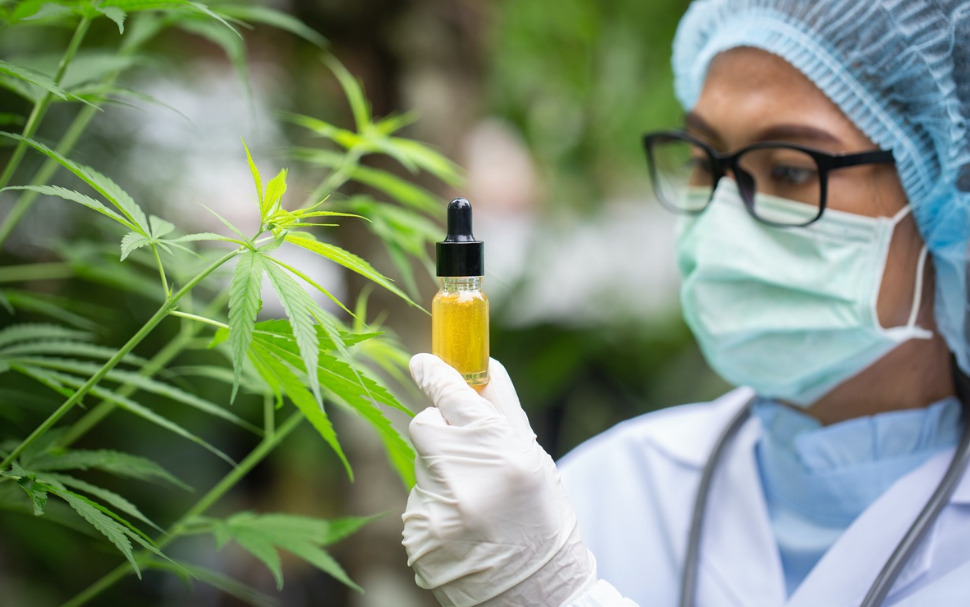 You are currently viewing Understanding The Importance Of Where CBD Is Grown And The Process