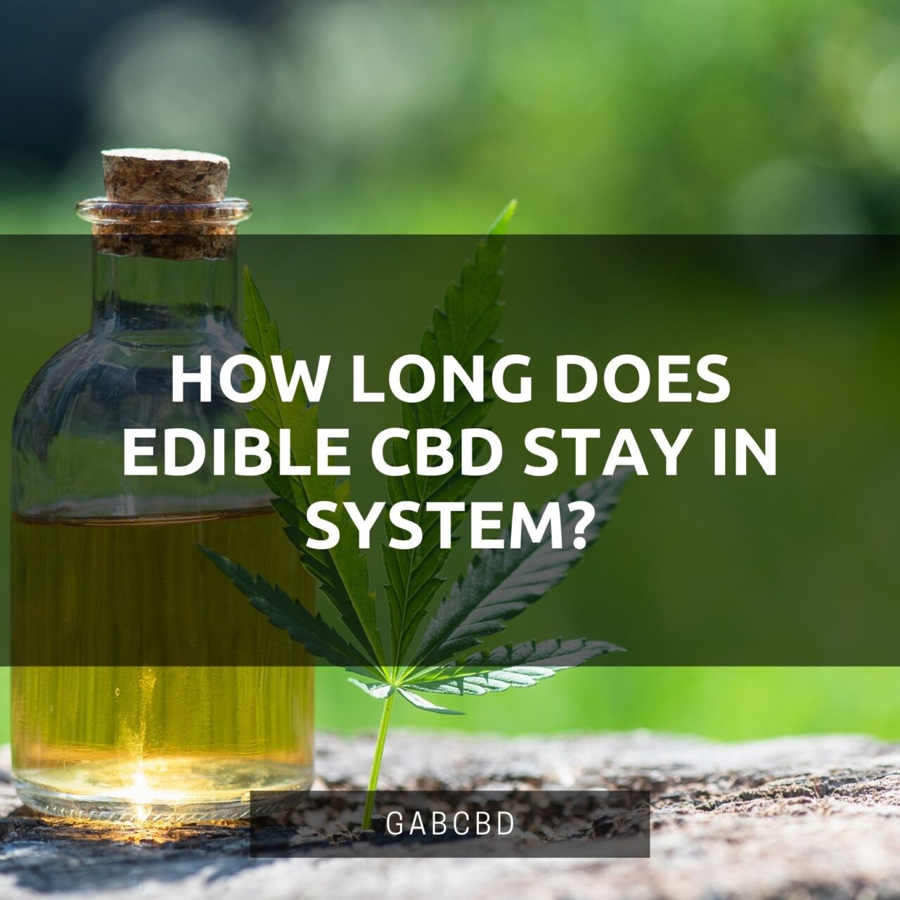 How Long Does Edible CBD Stay In System? (September 2022)