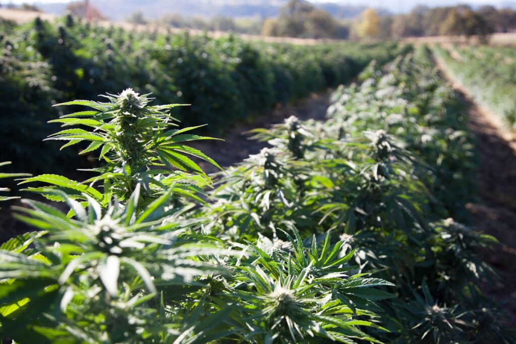 Understanding The Importance Of Where CBD Is Grown And The Process